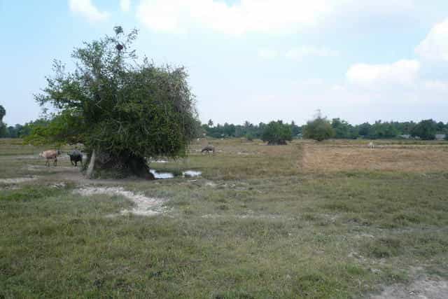 Land in Ban Laem Mai Ruak, Chonburi 10037273