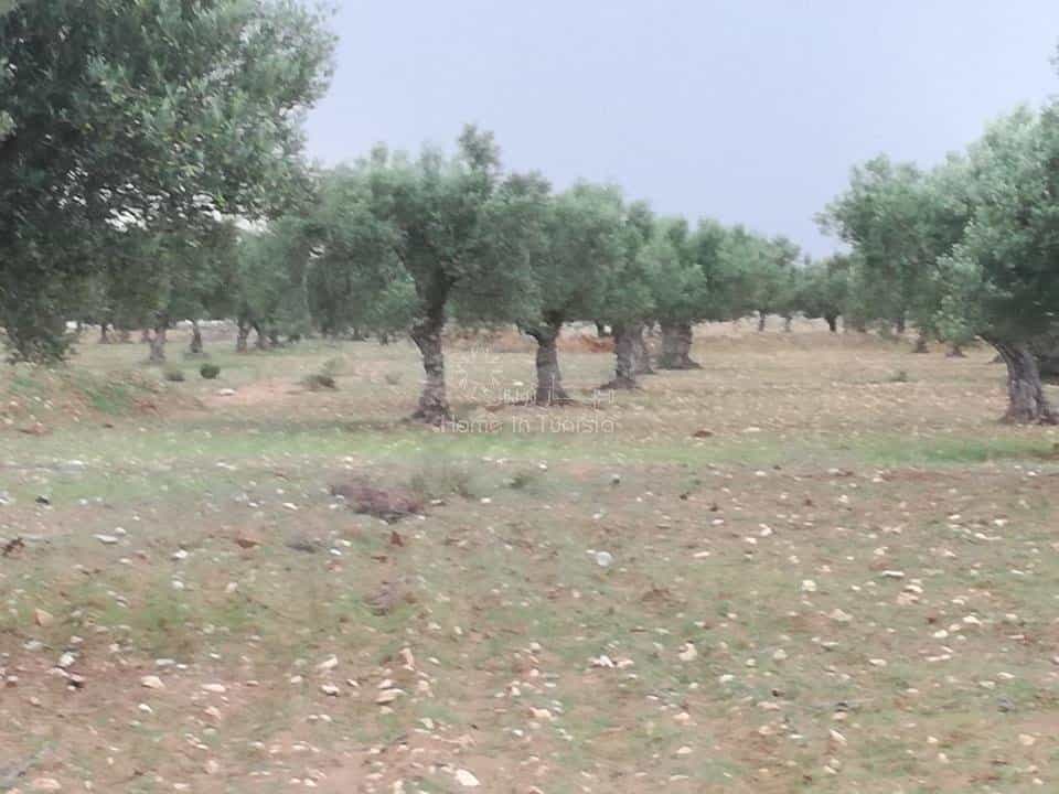 Land in Harqalah, Sousse 10041142