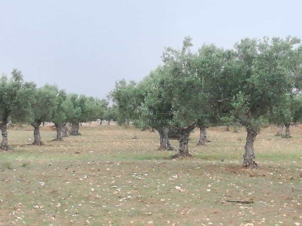 Tanah dalam Harqalah, Sousse 10041142