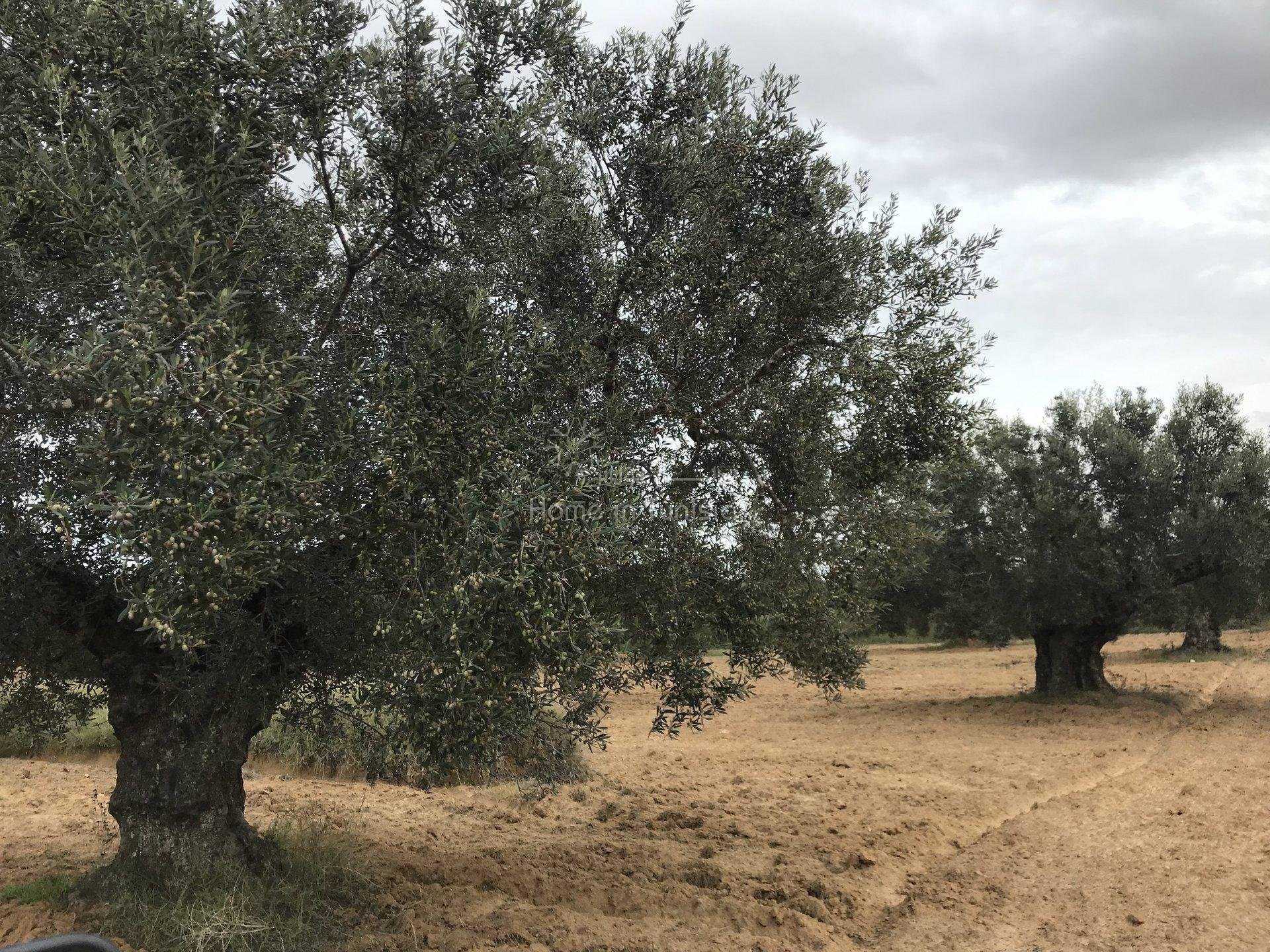 Tanah dalam Kelaa Kebira, Sousse 10041212