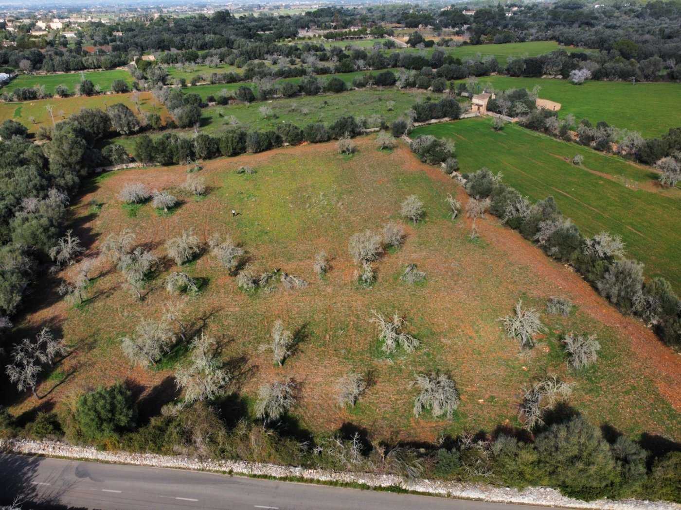 Land in Sancellas, Mallorca 10052029