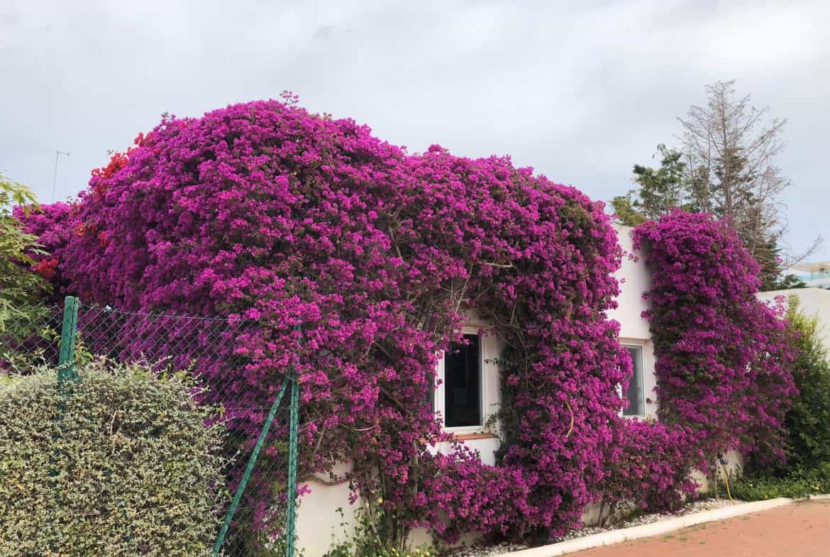 House in Santa Eulalia del Rio, Balearic Islands 10072249