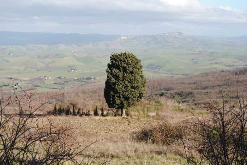 Maa sisään Orciatico, Toscana 10082302