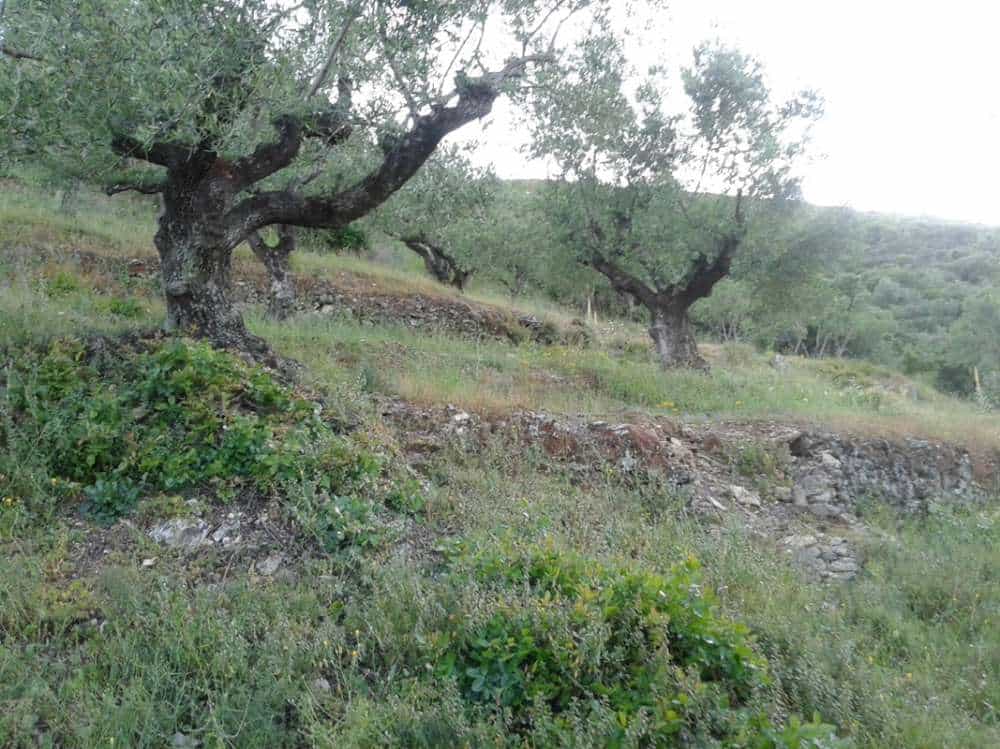Tanah dalam Zakynthos, Zakinthos 10086537