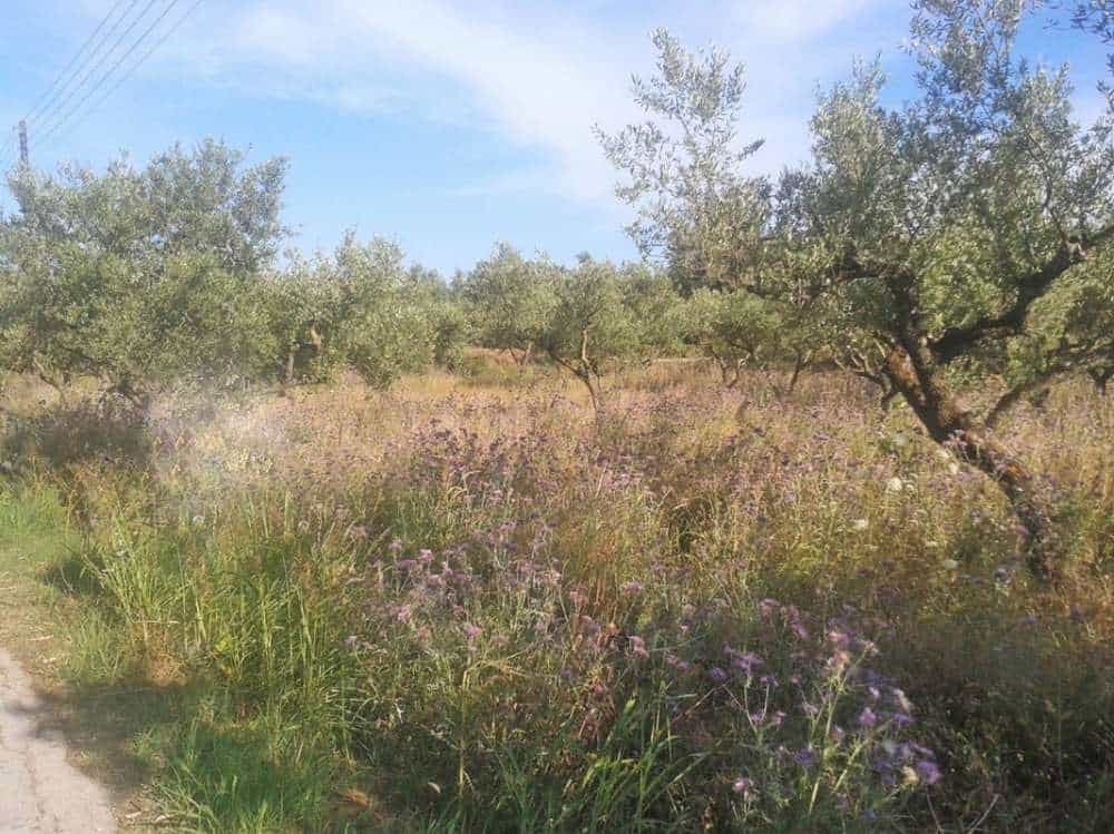Tanah dalam Agios Kirykos, Ionia Nisia 10087801