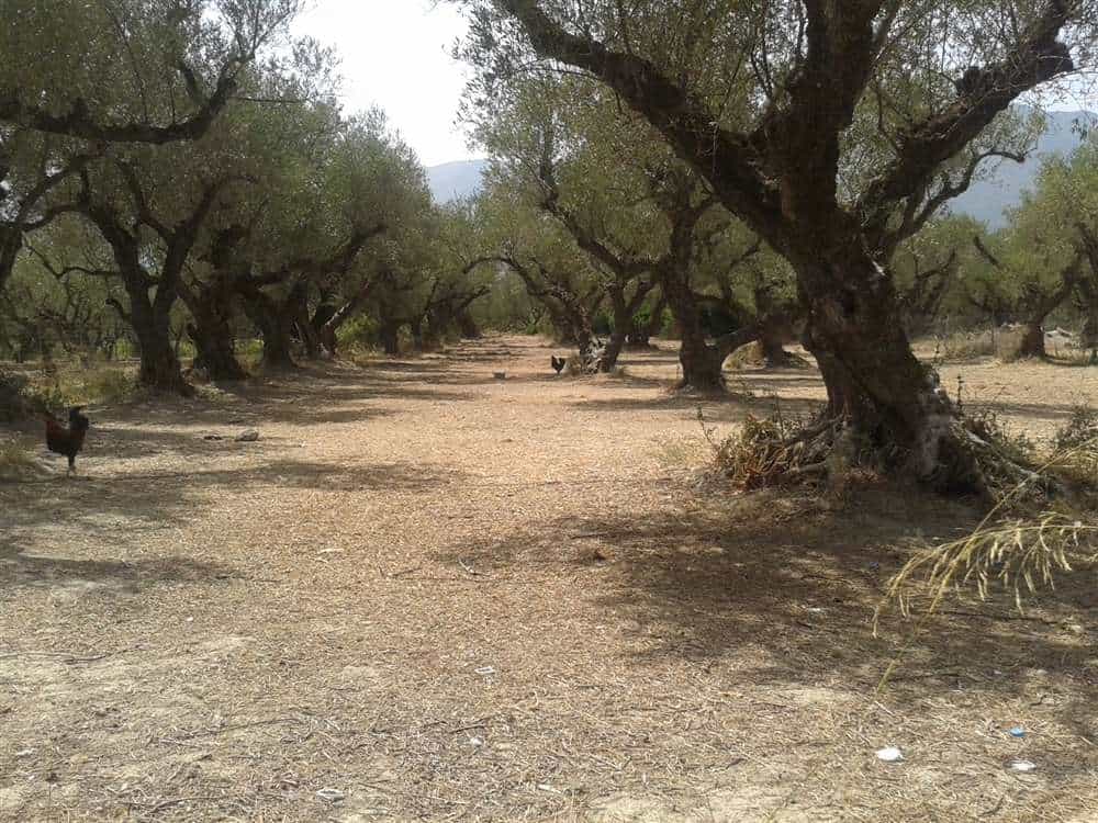 Land in Alikanas, Ionia Nisia 10087898