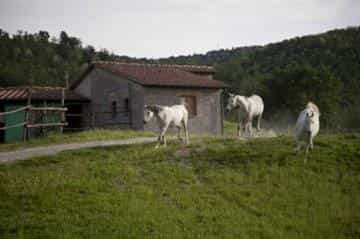 Hus i Casole D'elsa, Tuscany 10110169