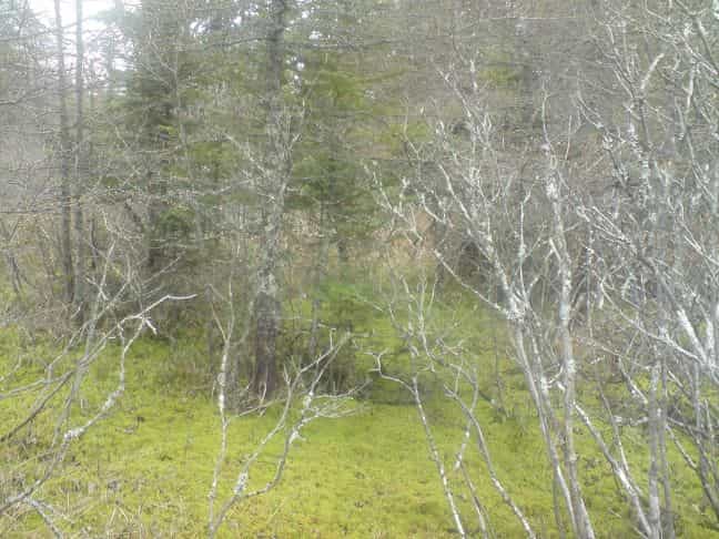 Land in Caribou Marsh, Nova Scotia 10116429