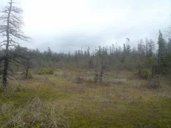 الأرض في Caribou Marsh, Nova Scotia 10116429