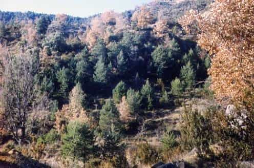 Land in Boltaña, Aragon 10116611