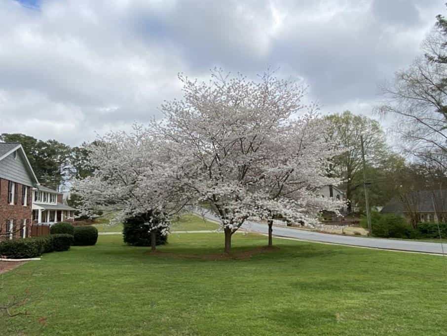 Rumah di Pohon Oak yang Adil, Georgia 10181418