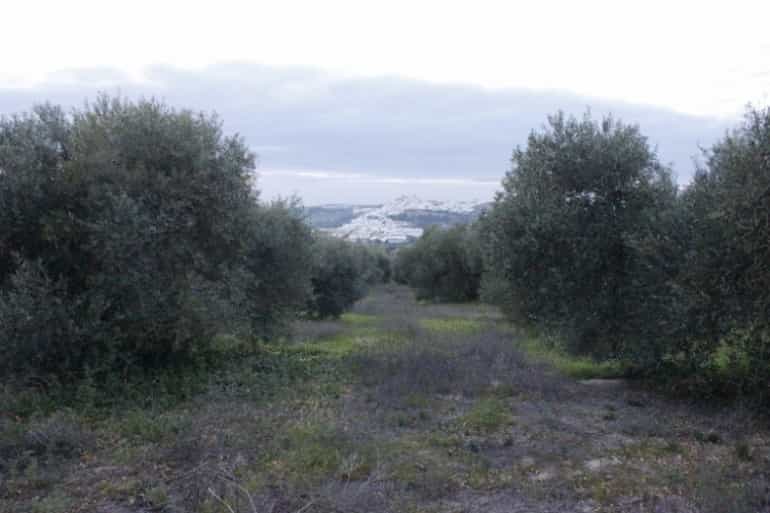 Land im Arcos de la Frontera, Andalusien 10214496