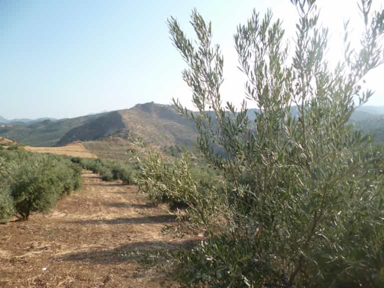 Land in Olvera, Andalusia 10214524