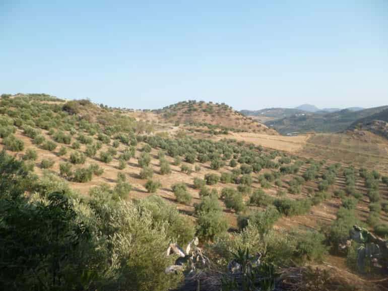 Land i Olvera, Andalusia 10214524