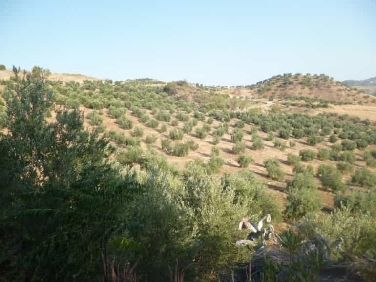 Land i Olvera, Andalusia 10214524