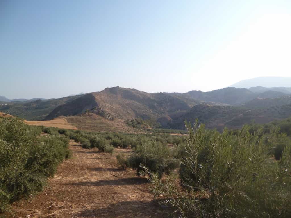 Land in Olvera, Andalusië 10214524