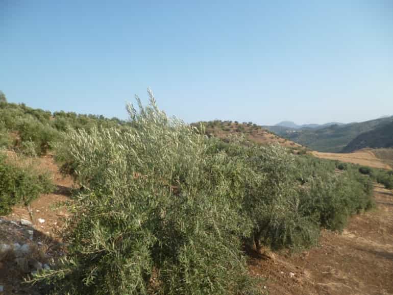 भूमि में ऑलवेरा, Andalusia 10700705