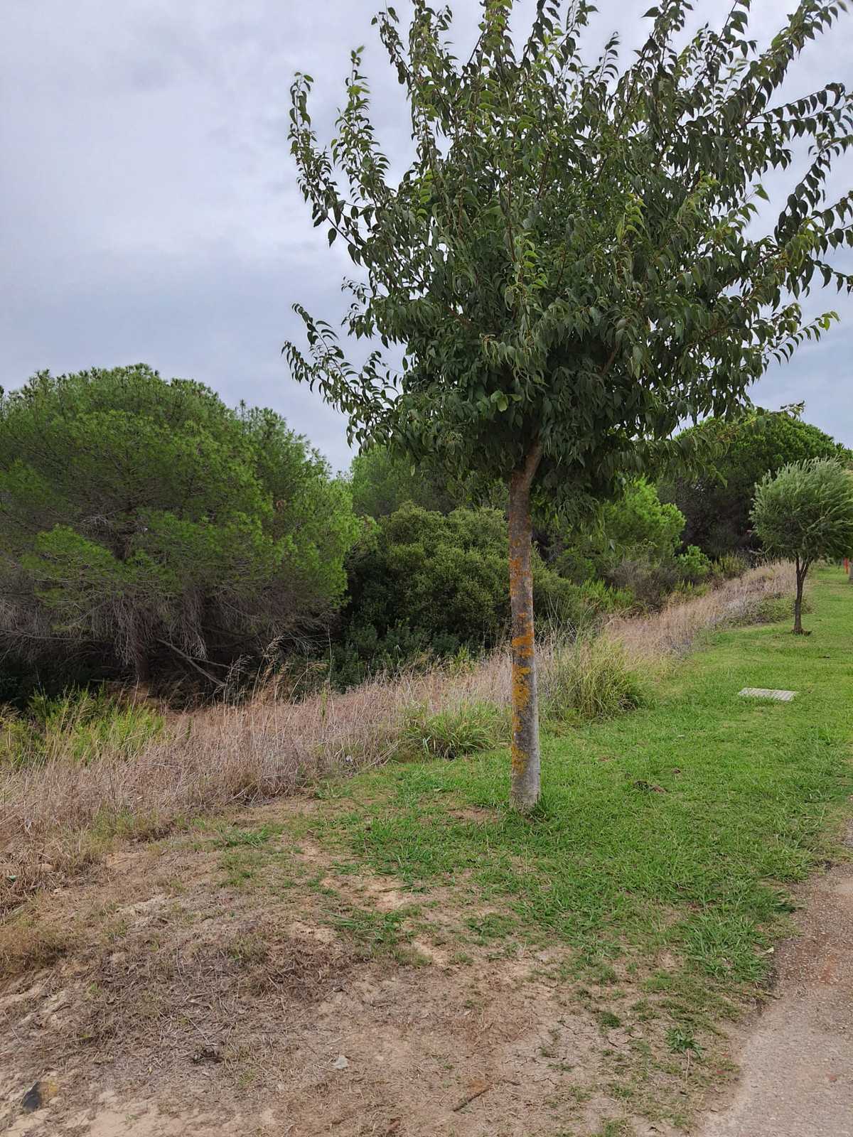 Land in Manilva, Andalusia 10715682