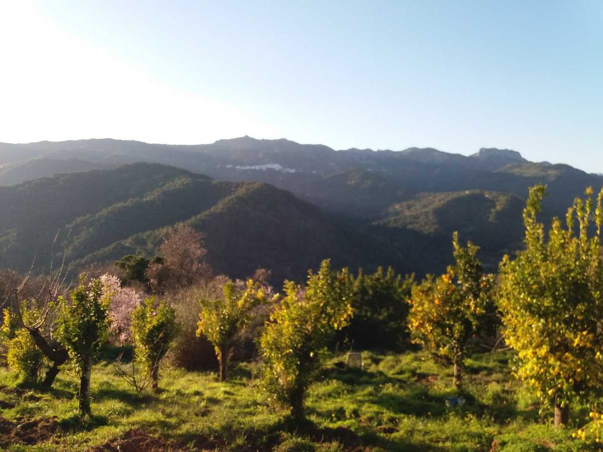 Land in Jubrique, Andalusia 10716484