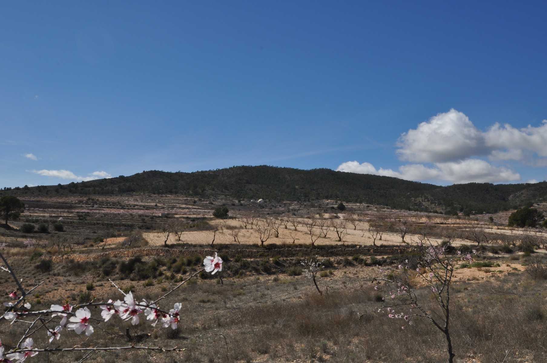 Tanah dalam Raspay, Region of Murcia 10723331
