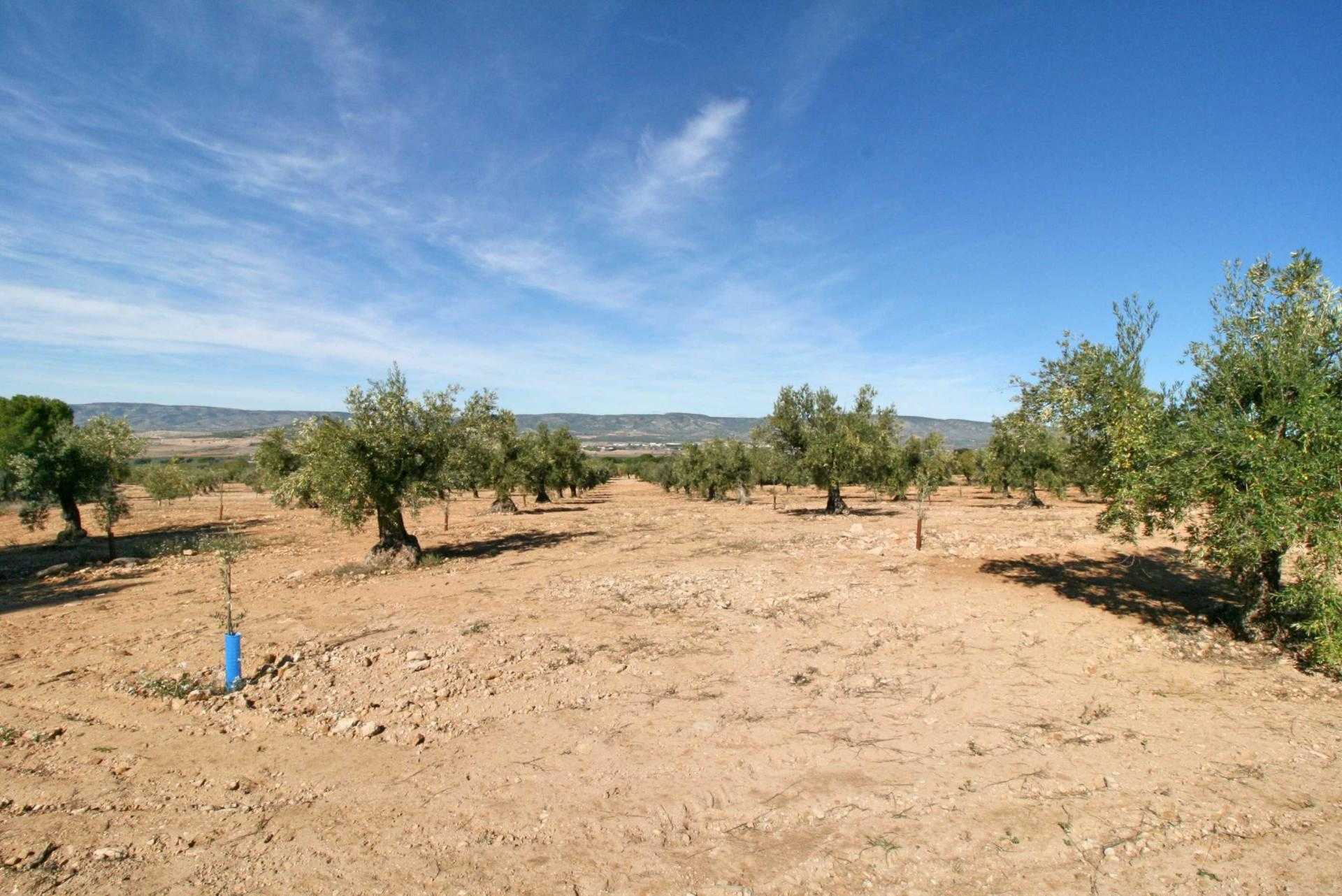 Land in Castalla, Comunidad Valenciana 10739798