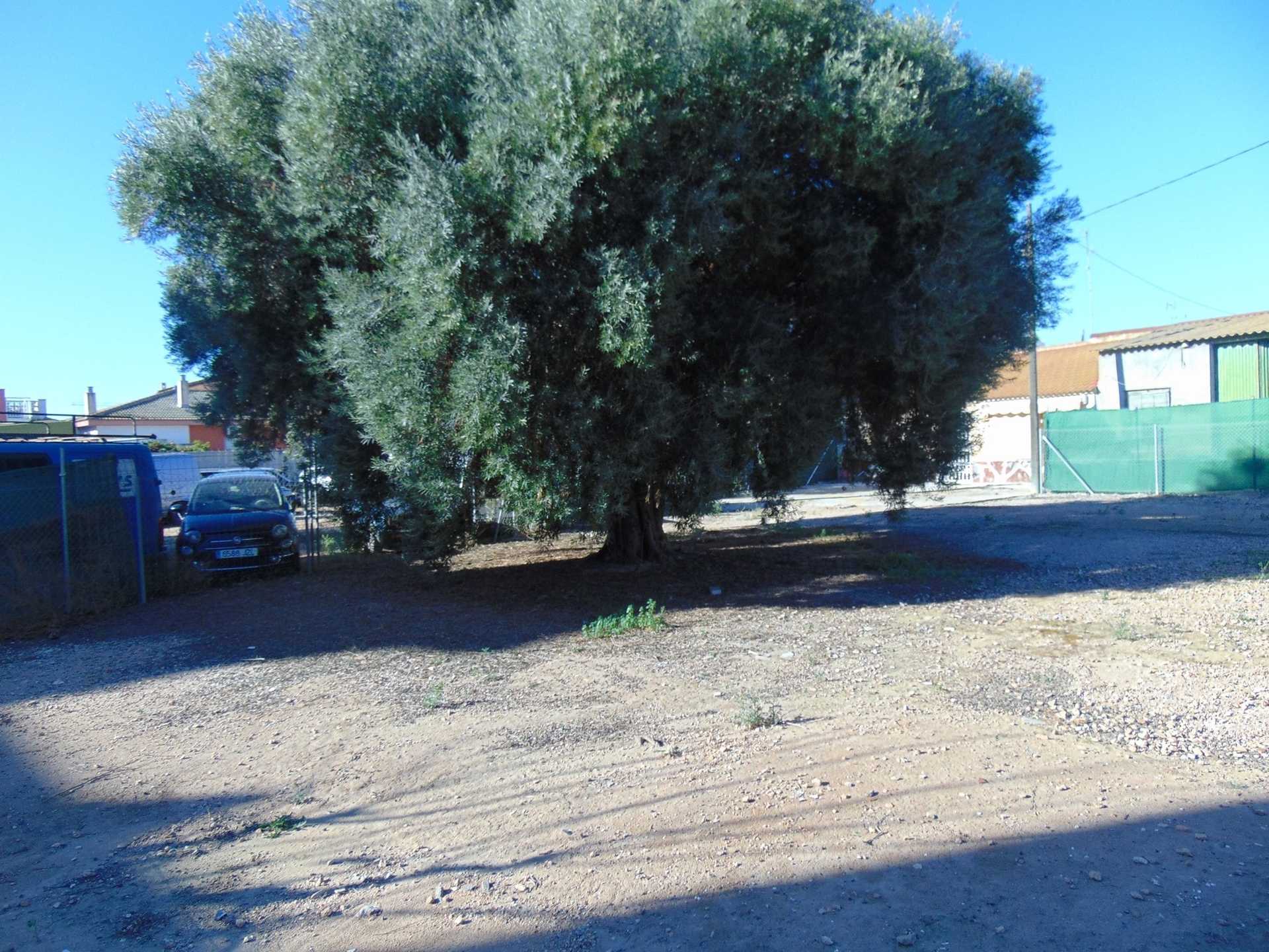 Land in Los Tarragas, Murcia 10739882