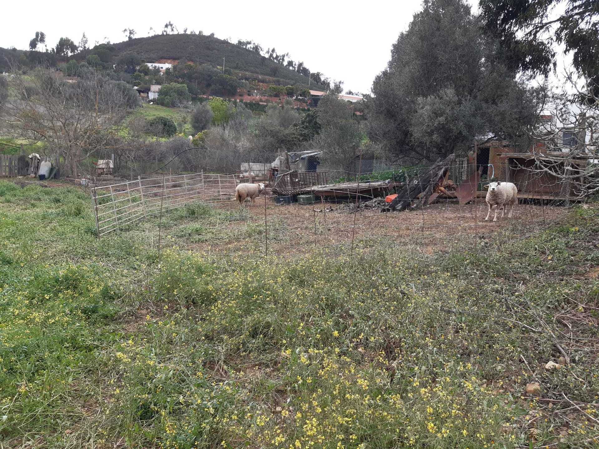 Land in , Faro District 10745369