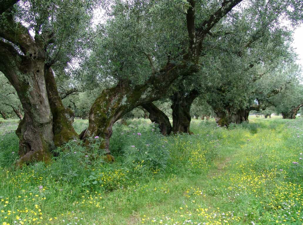Tanah dalam Agios Kirykos, Ionia Nisia 10800431