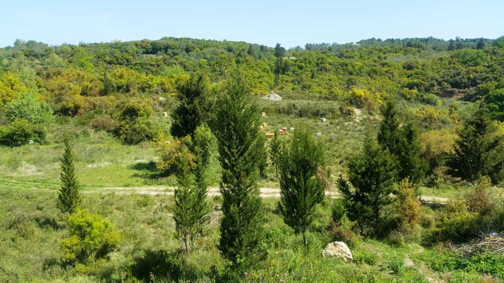 Land in Pelekas, Ionia Nisia 10804451