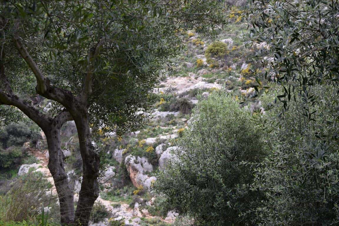 Terre dans Agios Antonios, Kriti 10804486