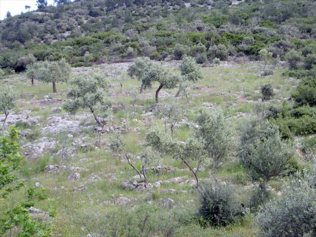Terre dans Thasos, Anatoliki Makedonia kai Thraki 10809419