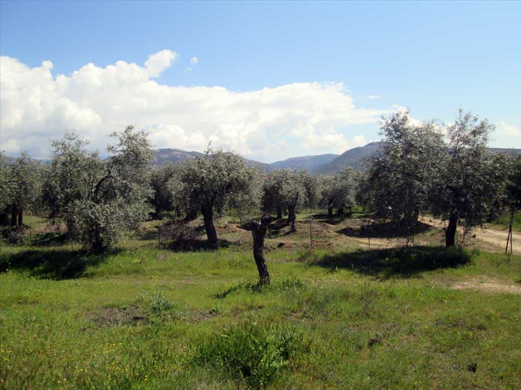Tanah dalam Maries, Anatoliki Makedonia kai Thraki 10809625
