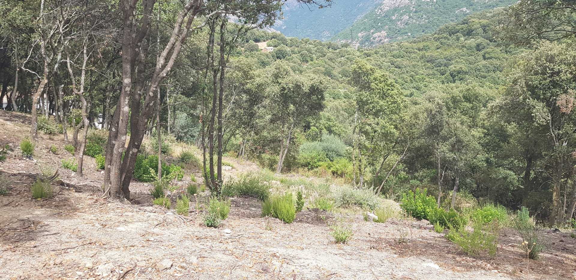 Land in Ocana, Corsica 10813567