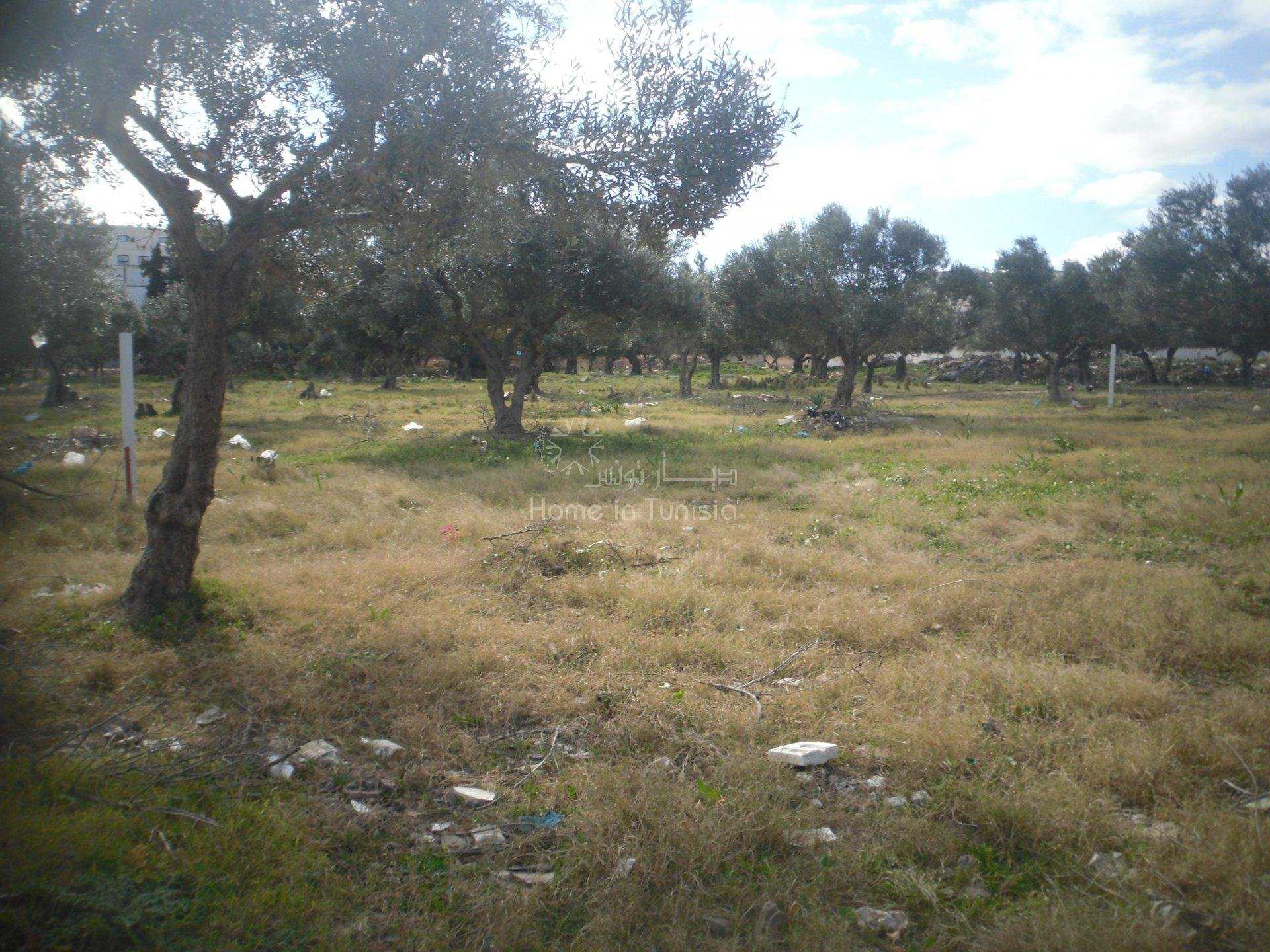 Land in Kalaa Srira, Sousse 10916105