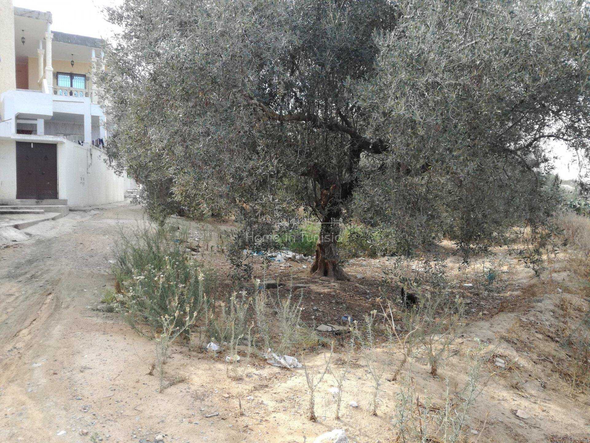 Andet i El Hamma, Gabes 10917726