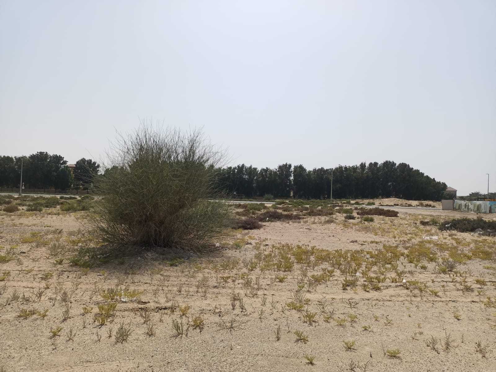 Tanah di Warisan, Dubai 10930657