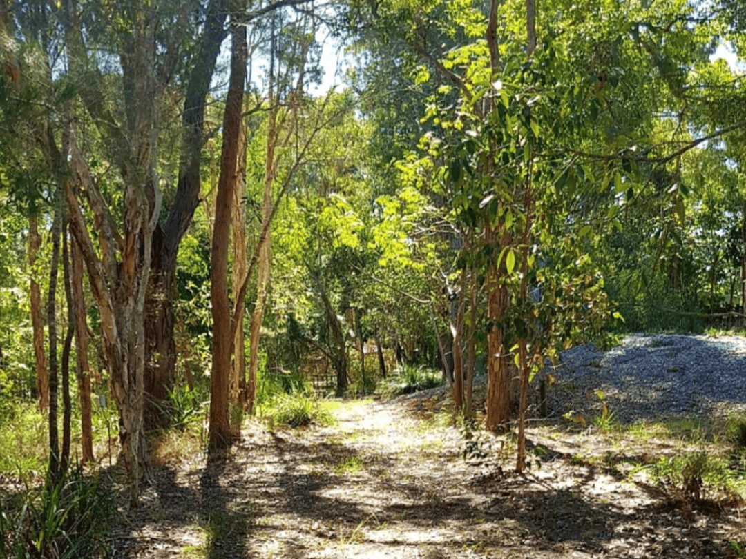 Tanah dalam Kayu oak, Queensland 11053450