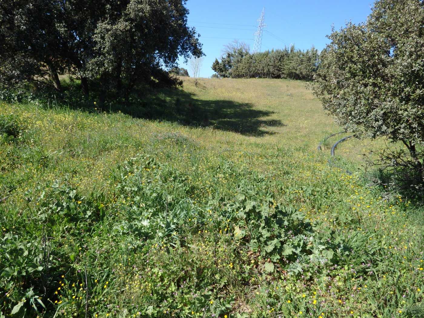 Land in Mentrida, Castille-La Mancha 11057358