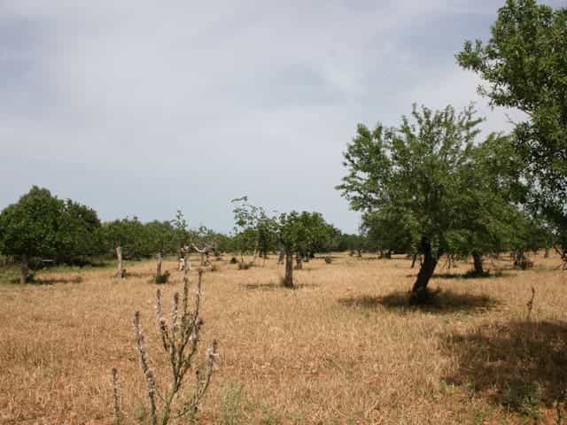 Land in Lloseta, Illes Balears 11074969
