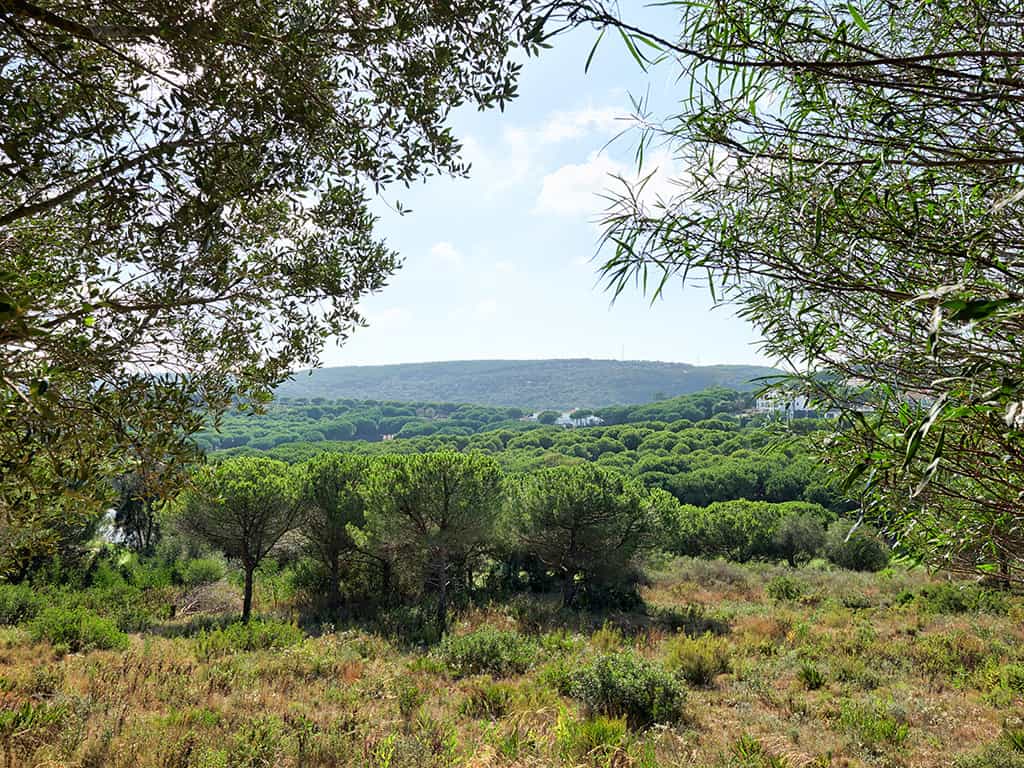Tanah di San Roque, Andalusia 11120221
