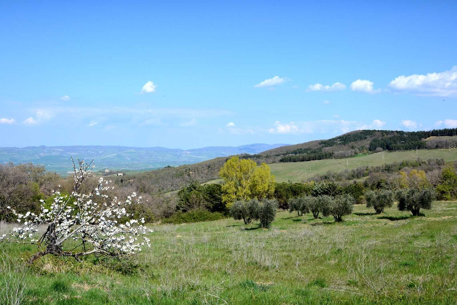 Borettslag i Castiglione d'Orcia, Toscana 11137191