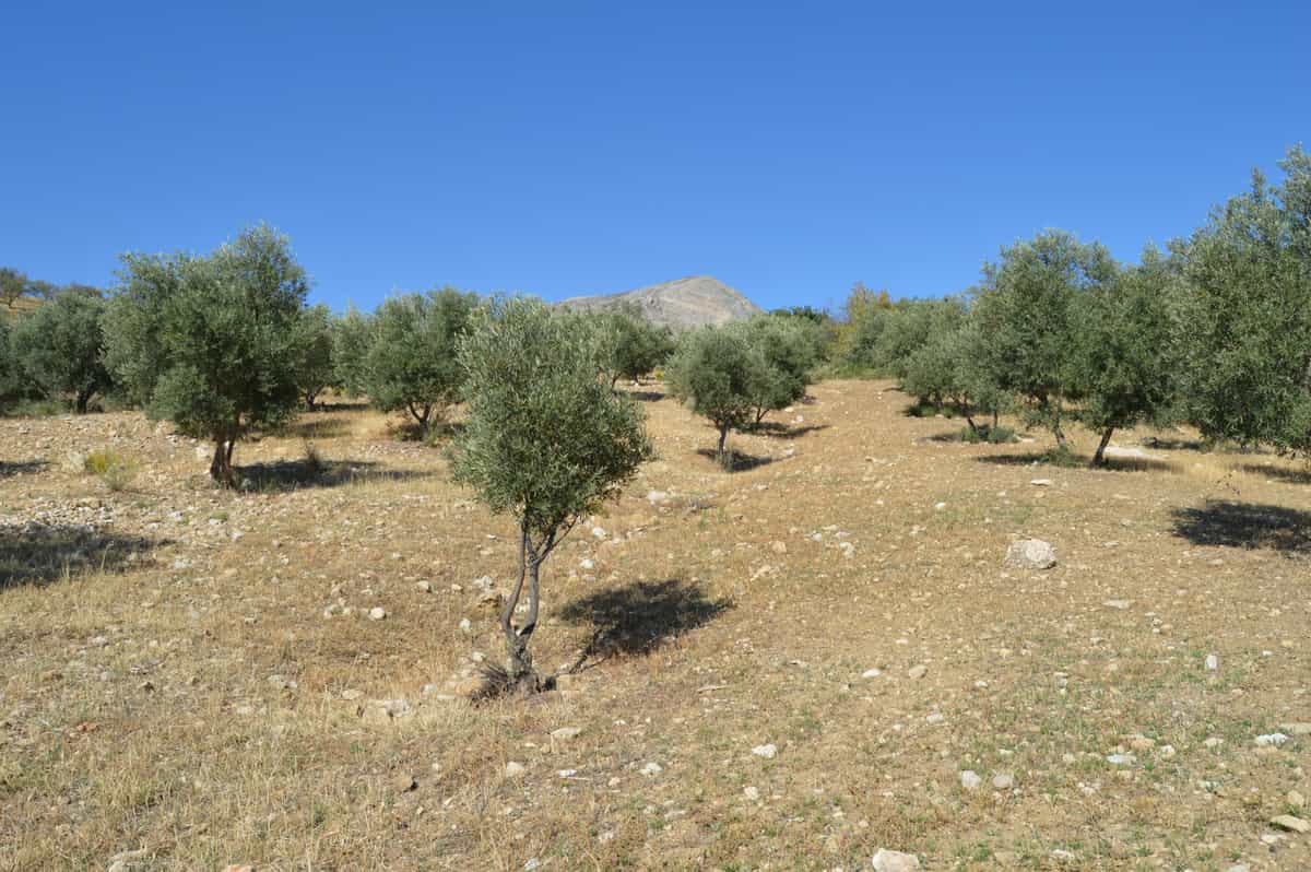 Land in Pizarra, Andalusië 11149074