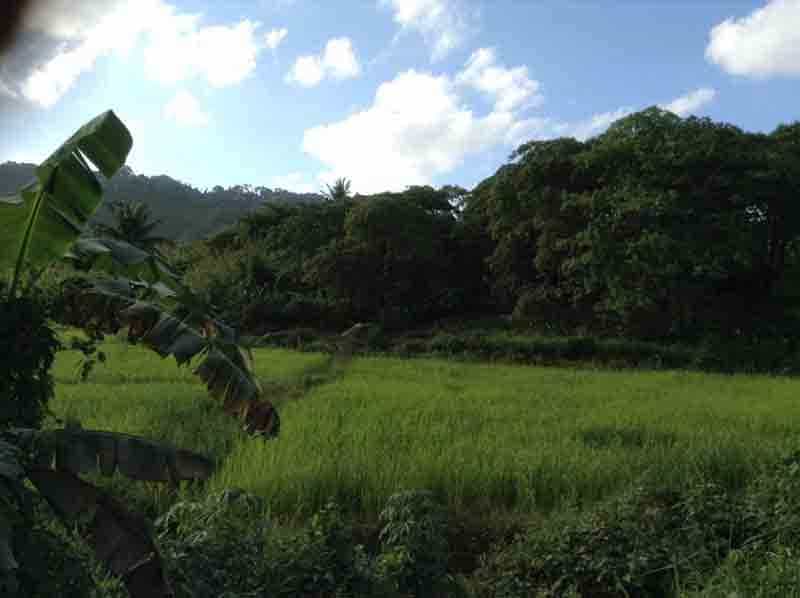 Land in Locaroc, Palawan 11155130