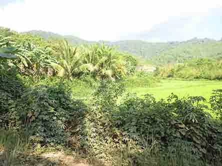 Land im Locaroc, Palawan 11155131