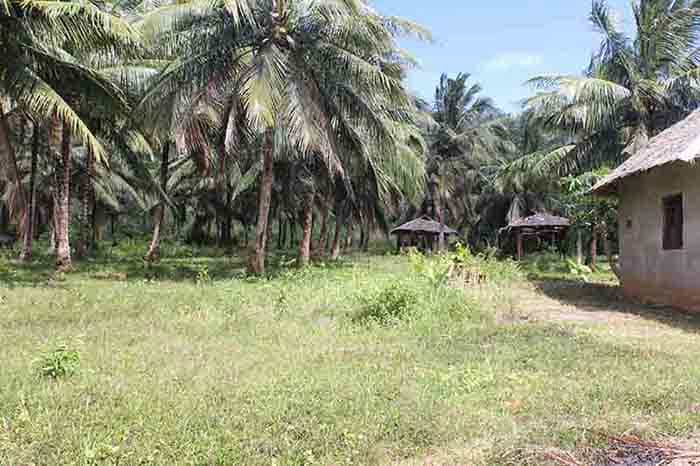 Terre dans El Nido, Palawan 11155134
