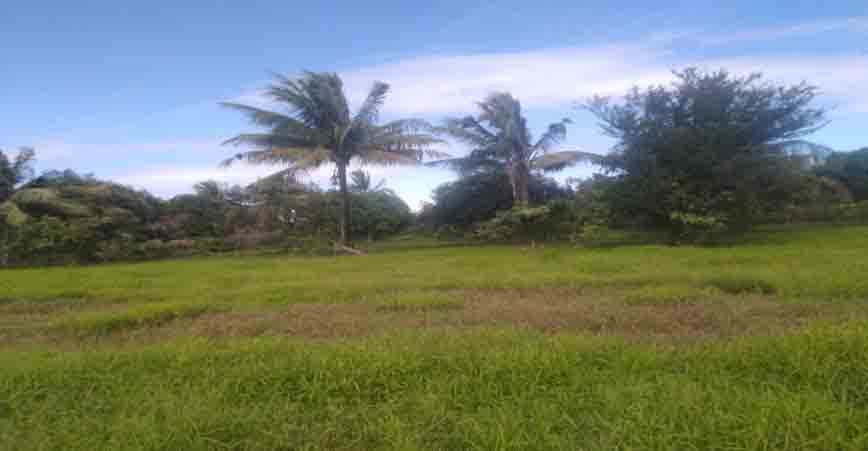 Land in Mayapyap Sur, Nueva Ecija 11155156