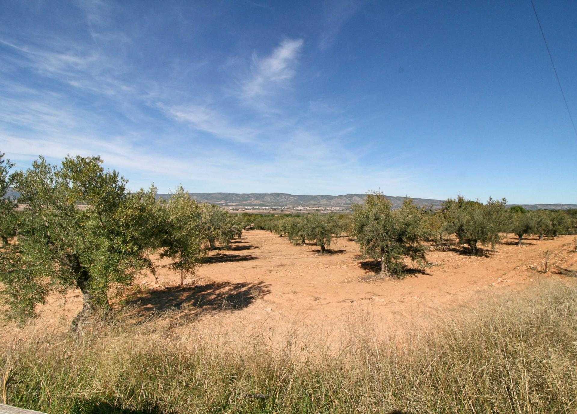 Land in Biar, Comunidad Valenciana 11199127