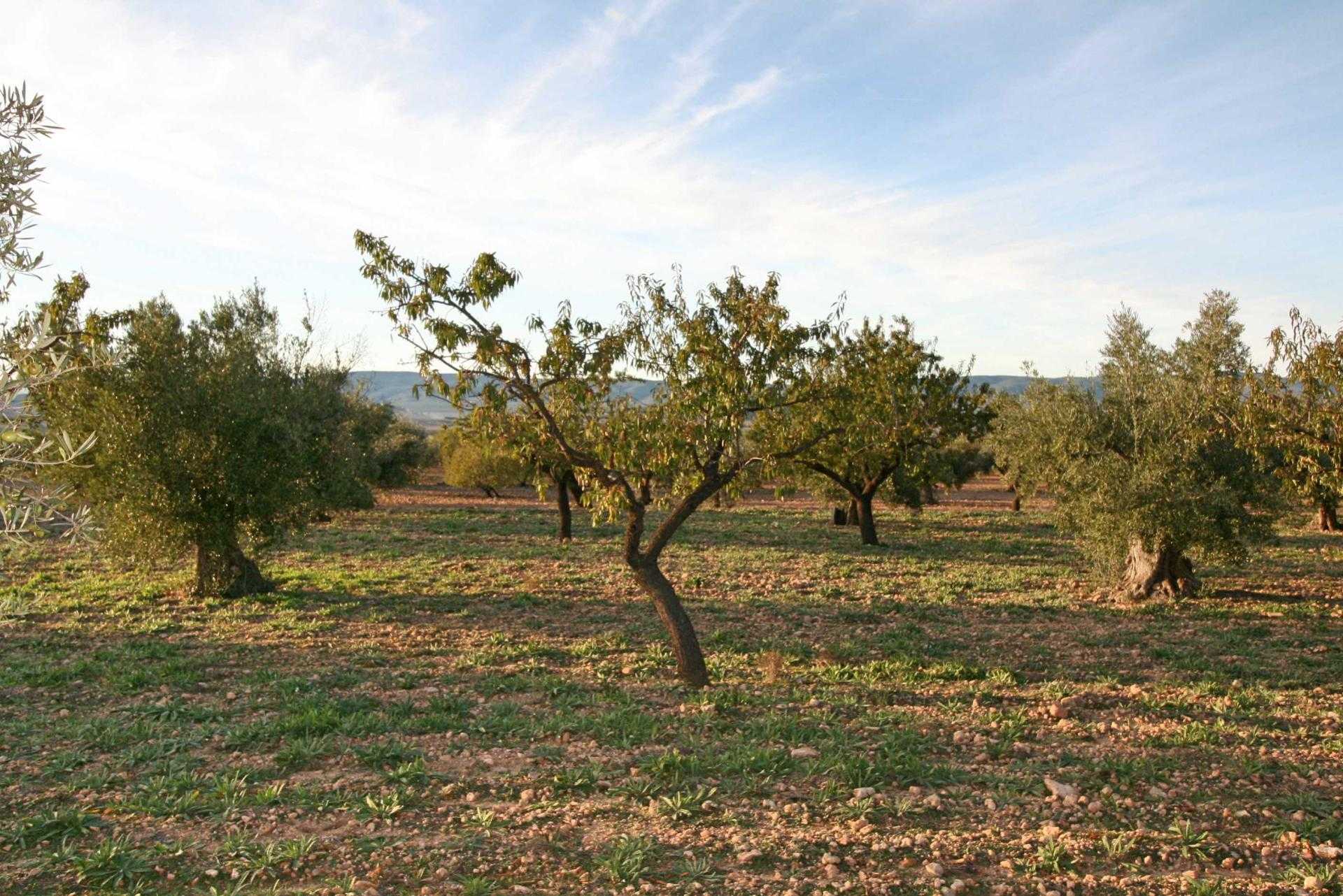 Land in Biar, Comunidad Valenciana 11270524