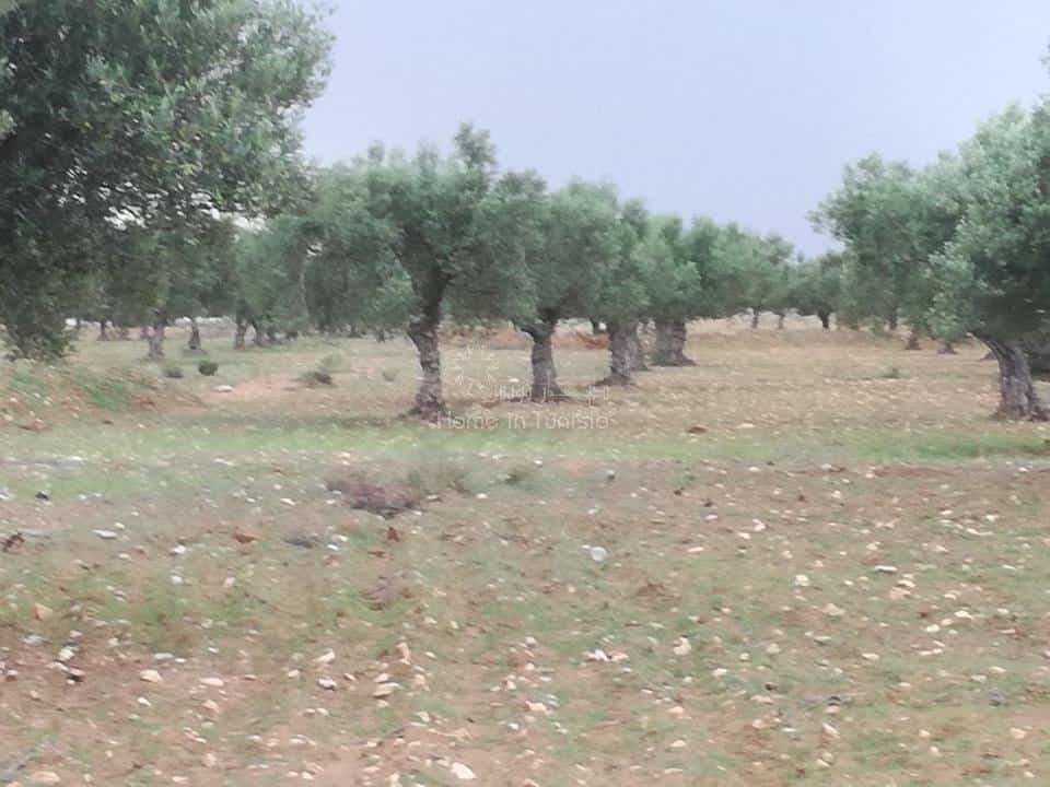 Tanah dalam Harqalah, Sousse 11276260