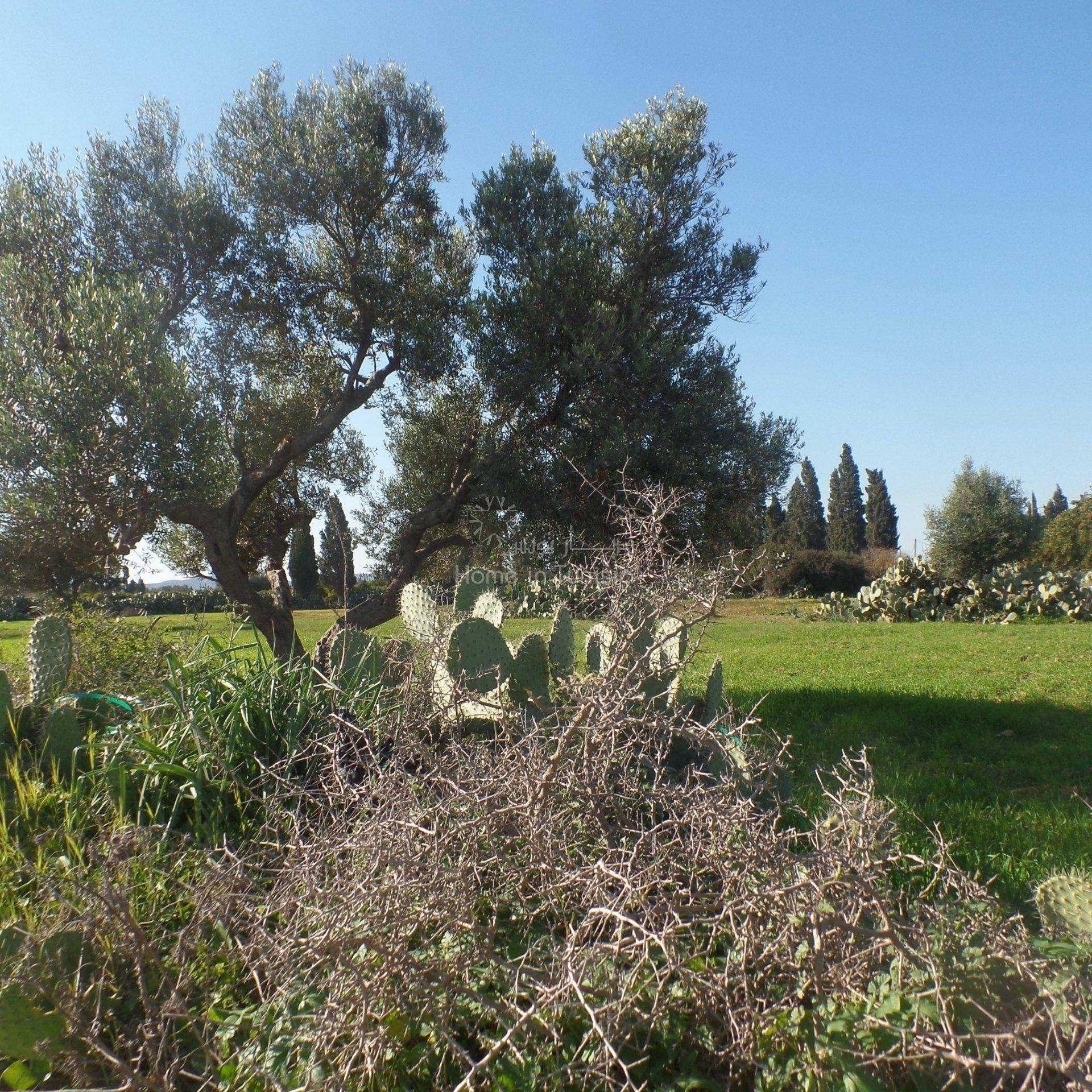 Land in Nabeul, Nabeul 11276540